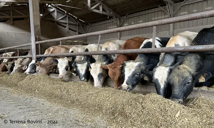 <em class="placeholder">350 000 veaux laitiers étant exportés chaque année, la marge de progression de ces filières est élevée.</em>