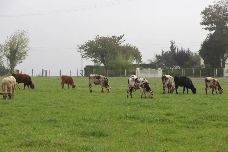 <em class="placeholder">Le Cirbeef teste depuis trois ans la production de veaux croisés pâturant un quart à la moitié de leur vie.</em>