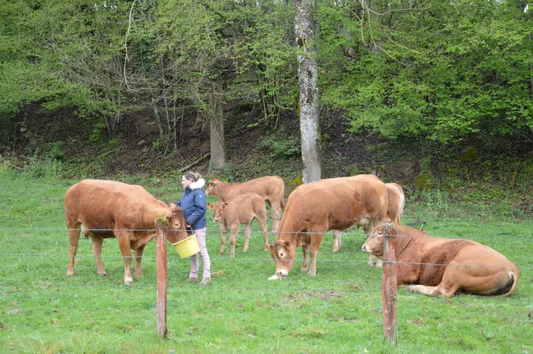 <em class="placeholder">éleveuse limousine prairie Haute-Marne</em>