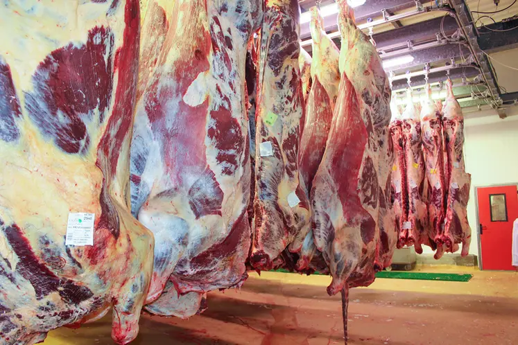 <em class="placeholder">carcasses de bovins en abattoir. bovin viande. viande bovine.</em>