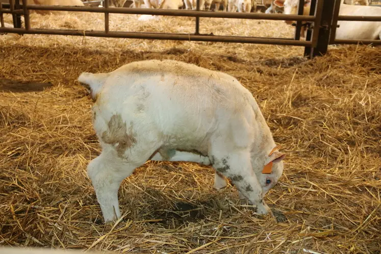 <em class="placeholder">Veau charolais</em>