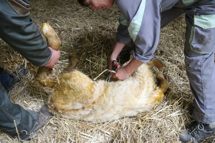 <em class="placeholder">Les éleveurs soignent le nombril du veau charolais nouveau-né</em>