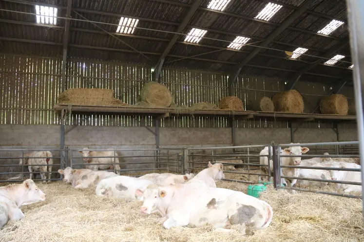 <em class="placeholder">Stockage de paille au-dessus des box de vêlages dans un bâtiment d&#039;élevage bovins viande, vaches charolaises sur aire paillée.</em>