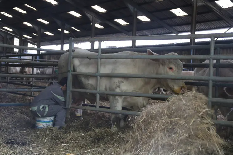 <em class="placeholder">L&#039;éleveuse traie la vache charolaise entre deux barrières dans le box de vêlage.</em>