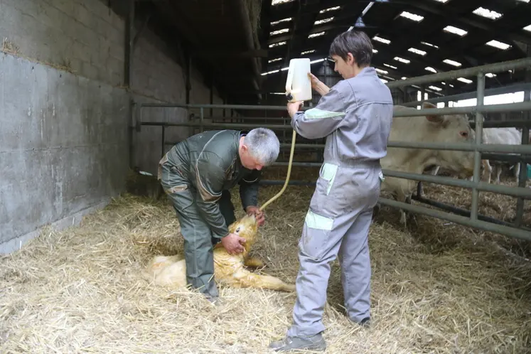 <em class="placeholder">Les éleveurs allaitants drenchent le veau charolais nouveau-né dans le box de vêlage pour assurer la prise de colostrum.</em>