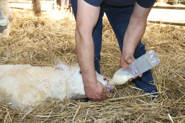 <em class="placeholder">L&#039;éleveur allaitant administre le colostrum au veau nouveau-né à l’aide d’une tétine montée sur une bouteille.</em>