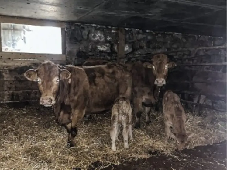 vaches limousines veau nouveau-nés bâtiment