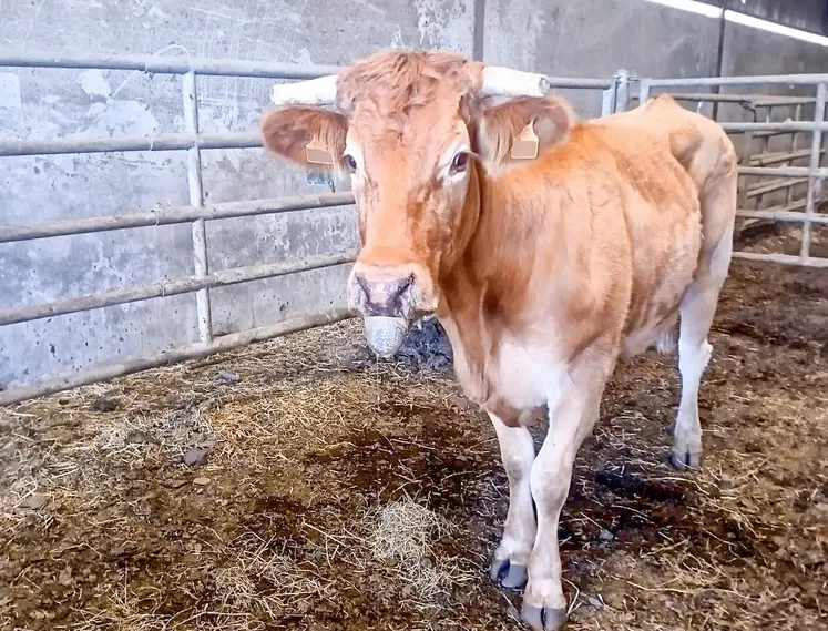 vache blonde d'Aquitaine atteinte de MHE