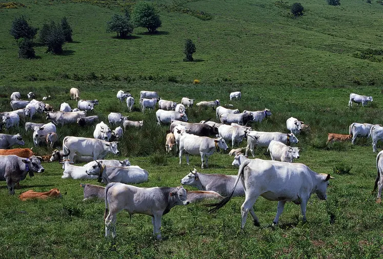 vaches race Gasconne des Pyrénées en estive dans les Pyrénées