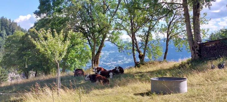 vaches abondance pâturage savoie