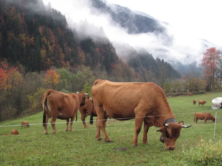 vaches tarines savoie 