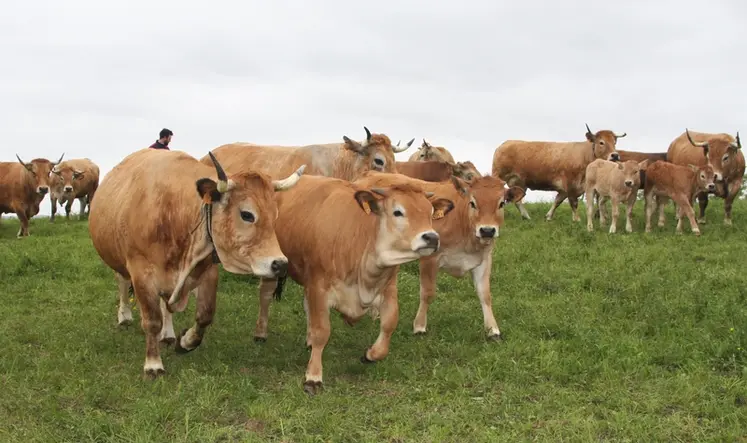 <em class="placeholder">vaches aubrac suitées prairie</em>