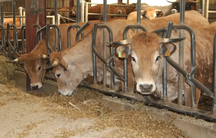 <em class="placeholder">vaches aubrac cornadis maïs</em>