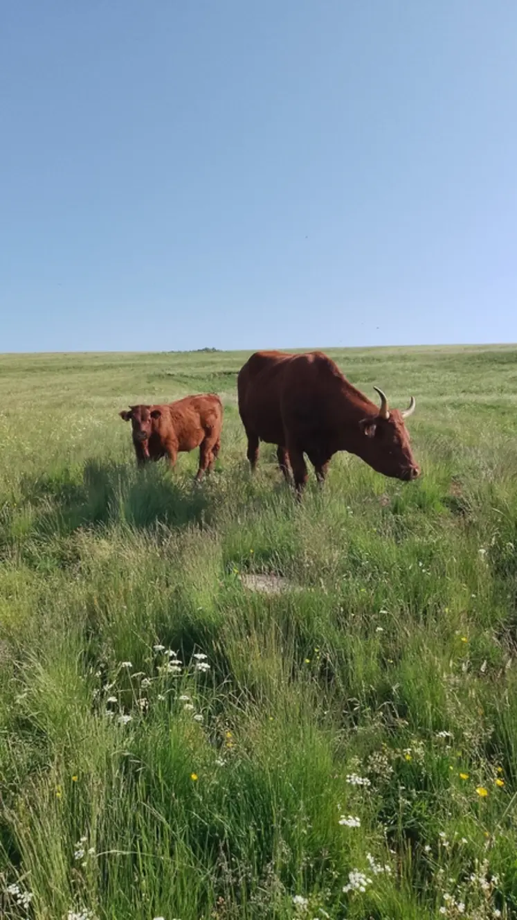 <em class="placeholder">salers cantal prairie pâturage</em>