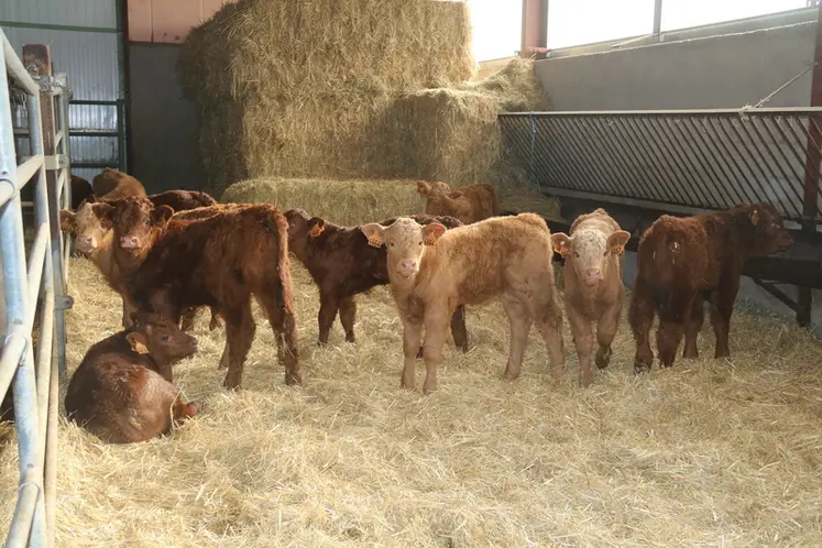 <em class="placeholder">veaux salers croisé charolais bâtiment</em>