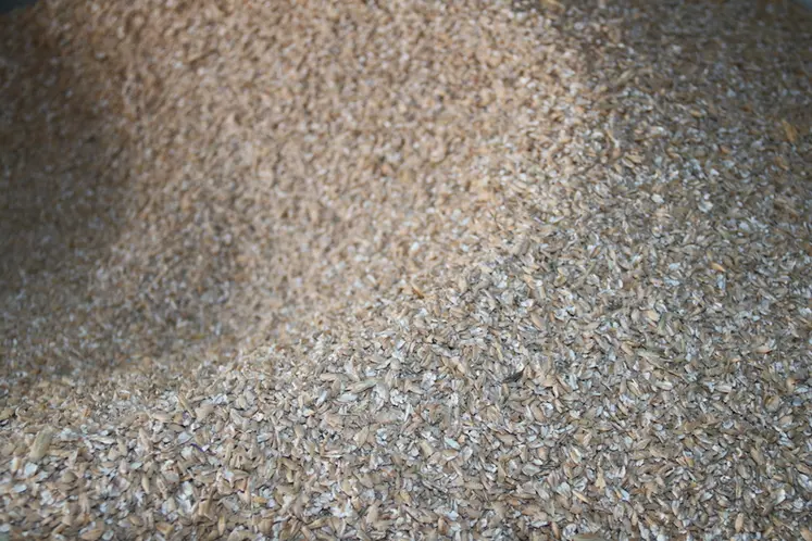 <em class="placeholder">triticale</em>