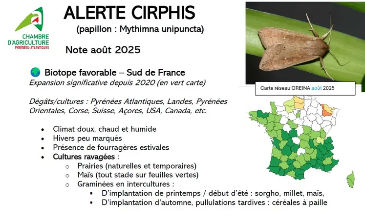 cirphis chenille des prairies