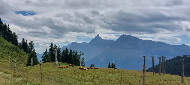 Haute-Savoie prairie troupeau bovin laitier