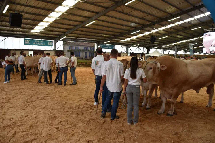 concours national blonde d'Aquitaine 2025 à Lezay