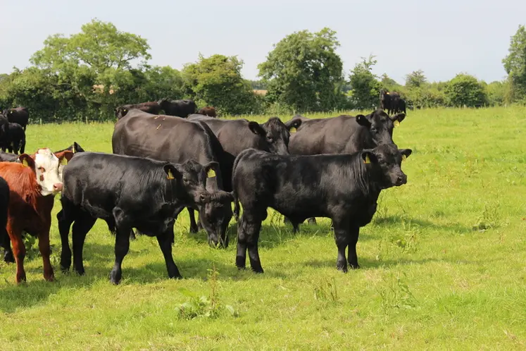 <em class="placeholder">Irlande vaches prairies angus hereford</em>