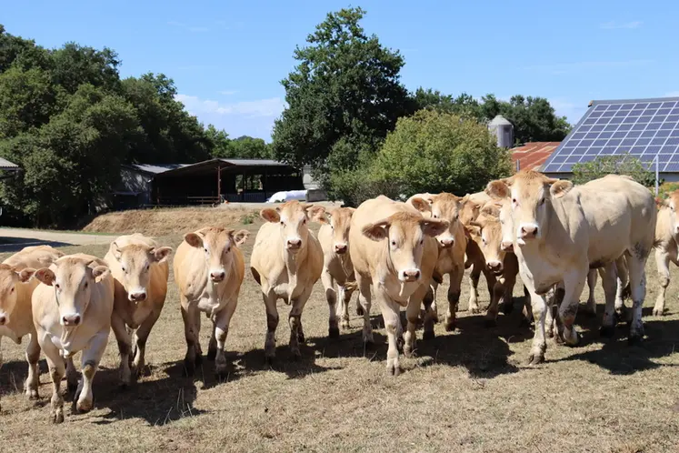 <em class="placeholder">élevage blondes d'Aquitaine Landes</em>