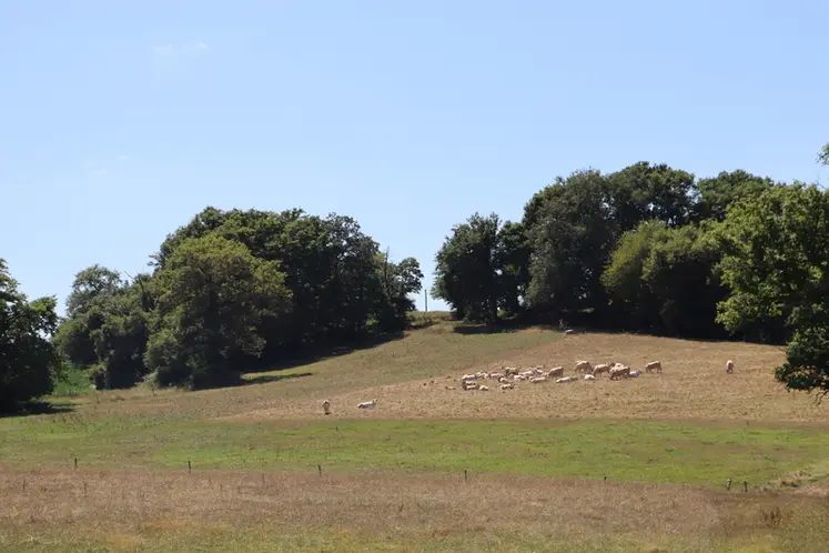 <em class="placeholder">élevage blondes d'Aquitaine Landes</em>
