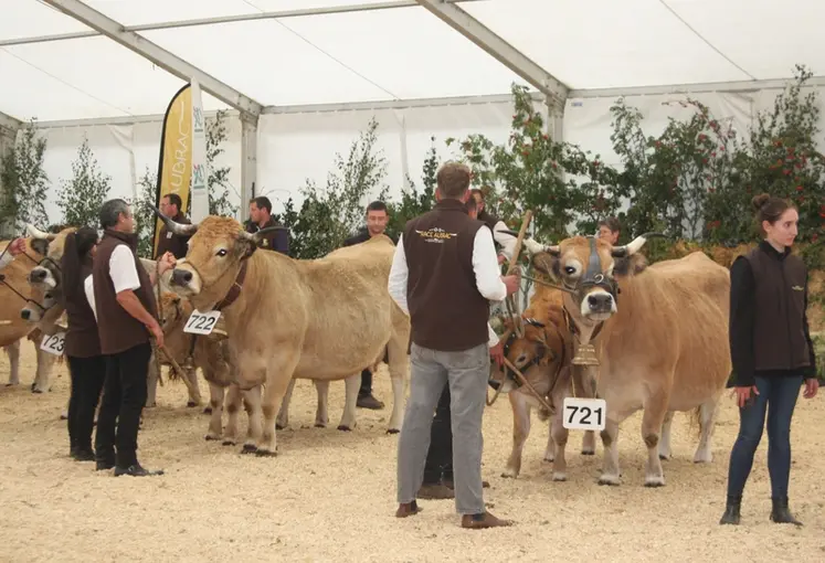 <em class="placeholder">concours national aubrac</em>