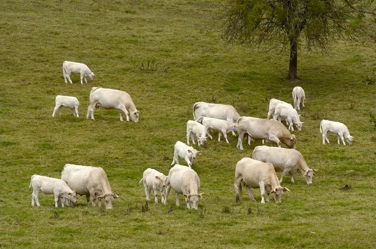 vaches charolaises suitées pâturage