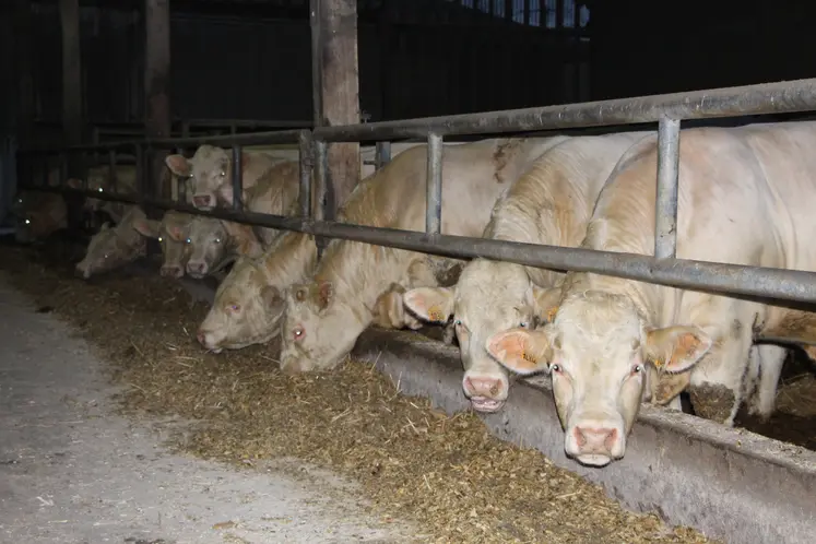 jeunes bovins charolais engraissement