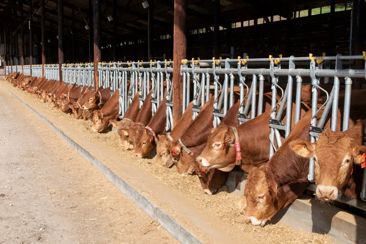 <em class="placeholder">station d&#039;évaluation de Lanaud jeunes taureaux collier accéléromètre </em>
