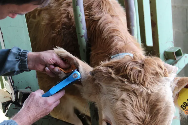 <em class="placeholder">prélèvemetn ADN cartilage oreille blonde d&#039;Aquitaine</em>