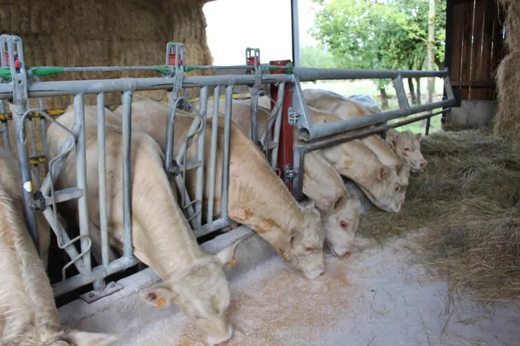 broutards charolais