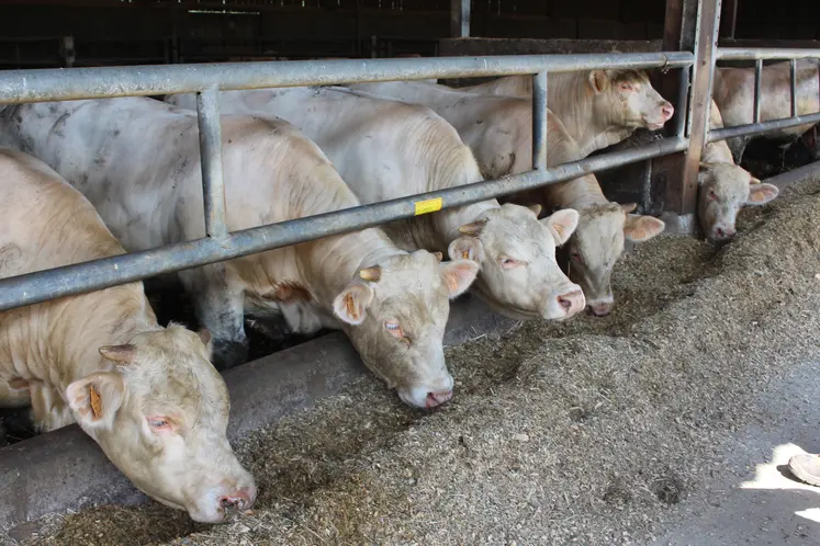 jeunes bovins charolais
