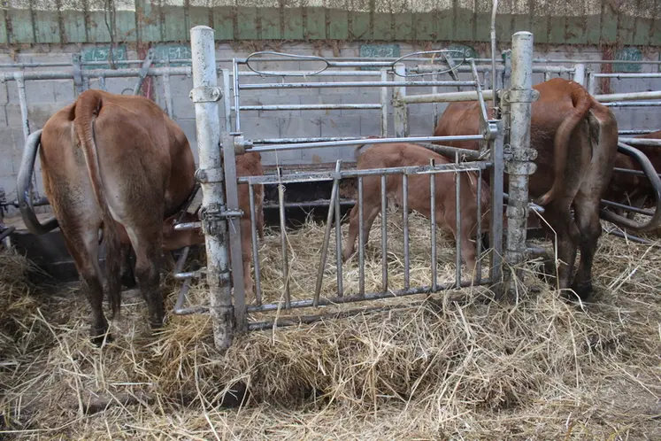 <em class="placeholder">bâtiment veaux sous la mère limousines</em>