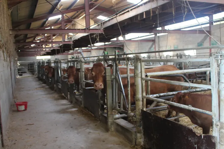 <em class="placeholder">bâtiment veaux sous la mère limousines</em>