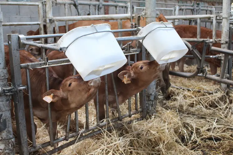 <em class="placeholder">bâtiment veaux sous la mère limousines biberons </em>