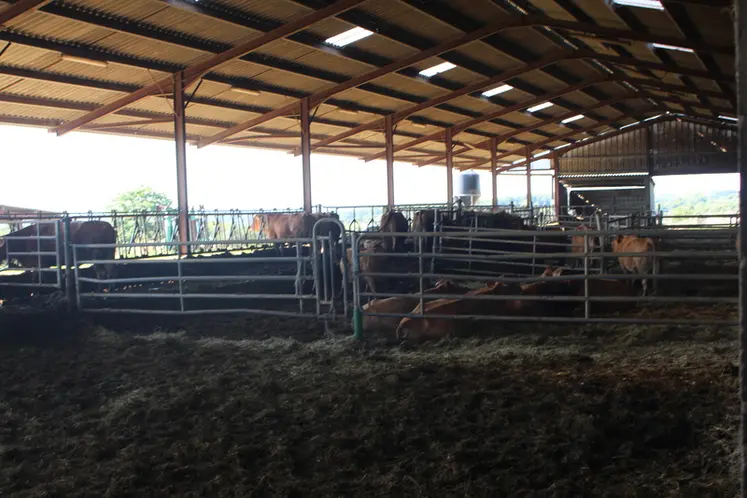 <em class="placeholder">bâtiment veaux sous la mère limousines</em>