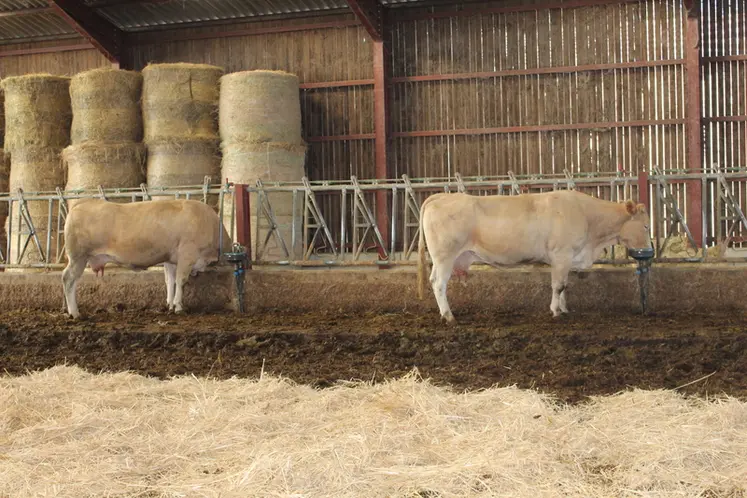 <em class="placeholder">stabulation vaches blondes d'Aquitaine en engraissement</em>