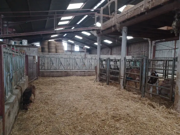 <em class="placeholder">bâtiment veaux sous la mère</em>