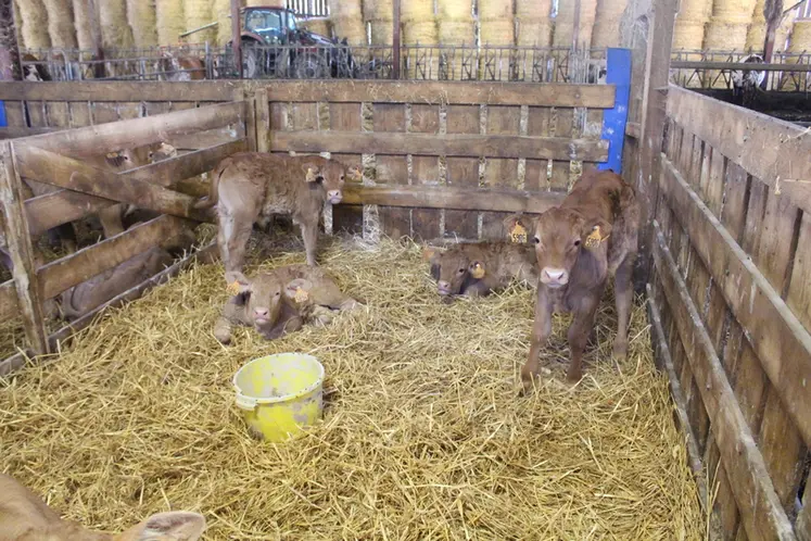 <em class="placeholder">veaux sous la mère limousine cases collectives</em>