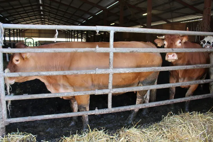 <em class="placeholder">vaches limousines en engraissement</em>