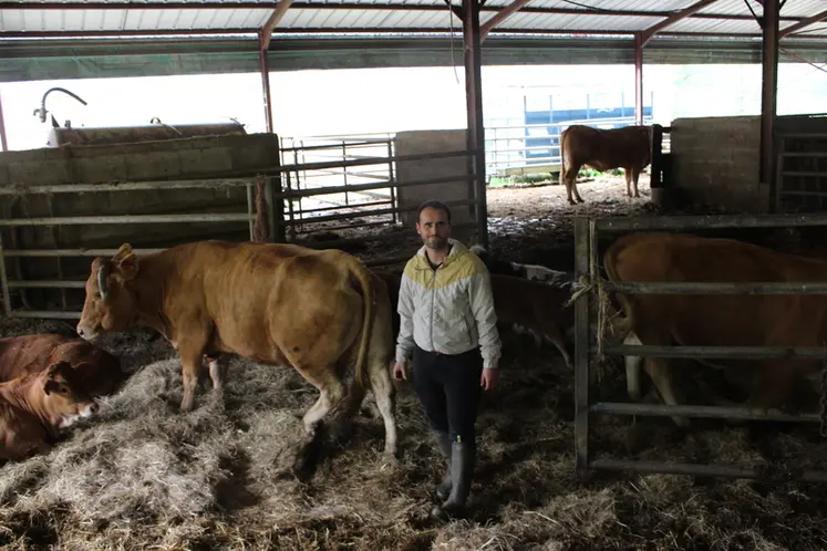 <em class="placeholder">élevage veaux sous la mère limousine Corrèze </em>