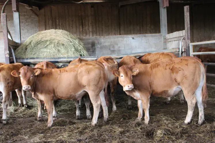 <em class="placeholder">génisses limousines pour production de veaux sous la mère</em>