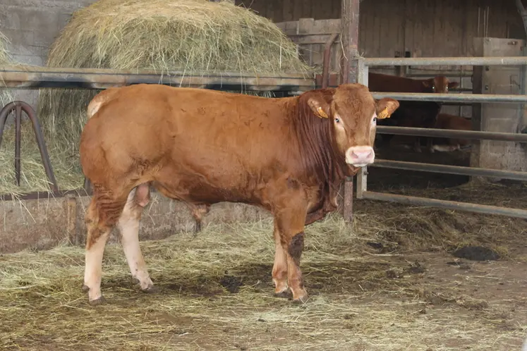 <em class="placeholder">jeune taureau limousin pour production veaux sous la mère précocité</em>
