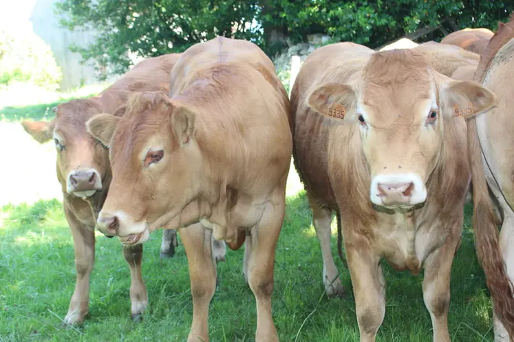 <em class="placeholder">génisses limousines pâturage mouches</em>