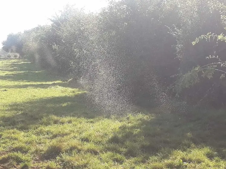 <em class="placeholder">nuage d'insectes prairies haie</em>