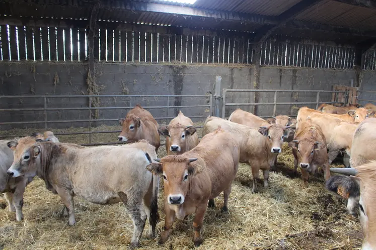 <em class="placeholder">génisses un an aubrac stabulation</em>