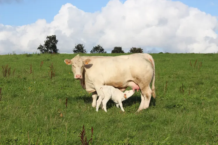 génisse charolaise allaitant son veau nouveau-né