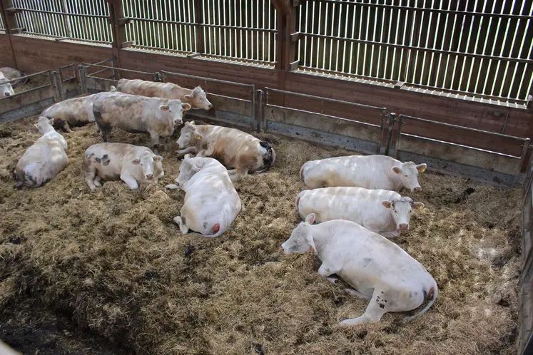 Ferme expérimentale Bordes engraissement vaches