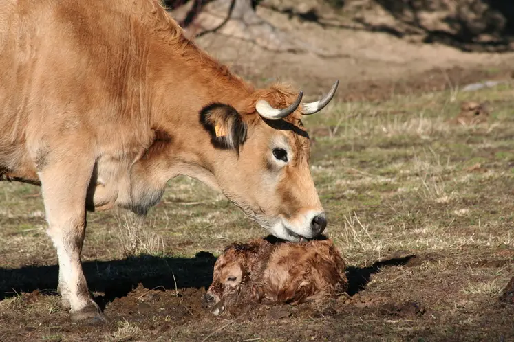 <em class="placeholder">aubrac vache et veau aubrac nouveau-né boue</em>